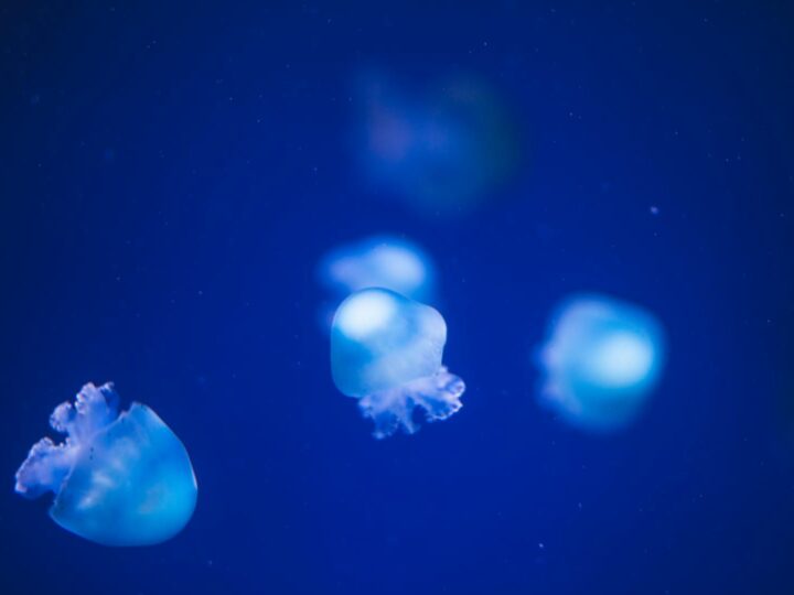Ocanarium